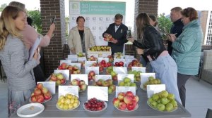 Дегустация яблок и груш. Лучшие сорта яблонь и груш для средней полосы России.