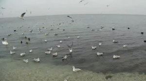 Исцеляющая музыка для лечения почек и половой системы