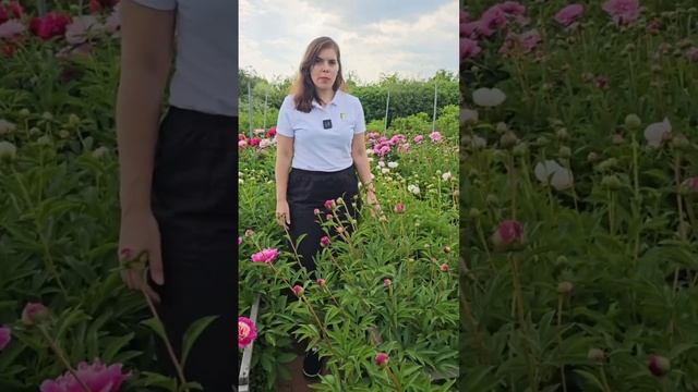 Пышное цветение пионов? Легко! Три самых ВАЖНЫХ ПОДКОРМКИ пионов весной, летом и после цветения.
