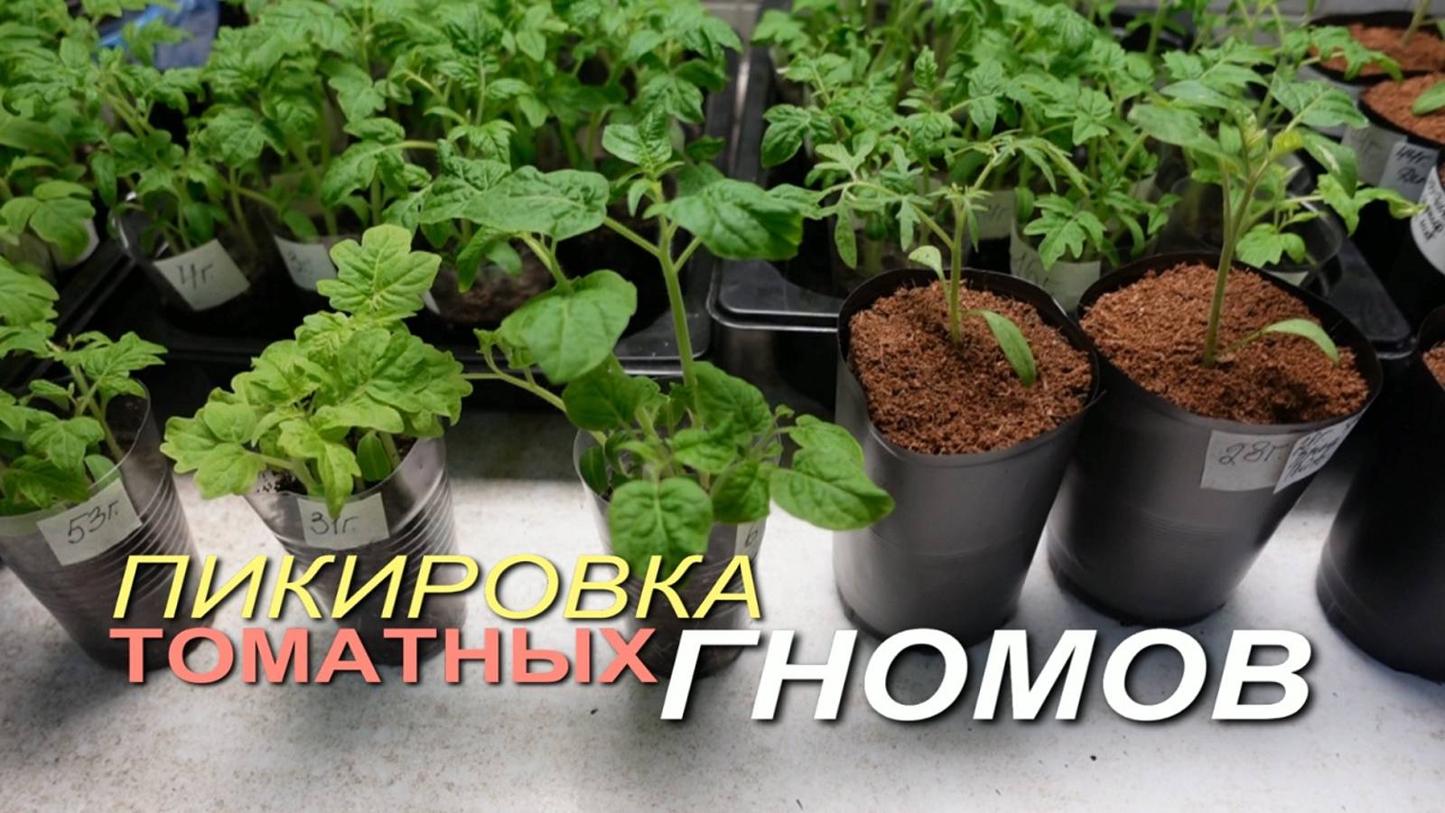 Как получить здоровую рассаду ТОМАТНЫХ ГНОМОВ! Советы от ЗЕЛЕНОГО ОГОРОДА!
