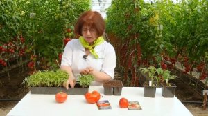 Крупноплодные томаты лучшие для теплиц!