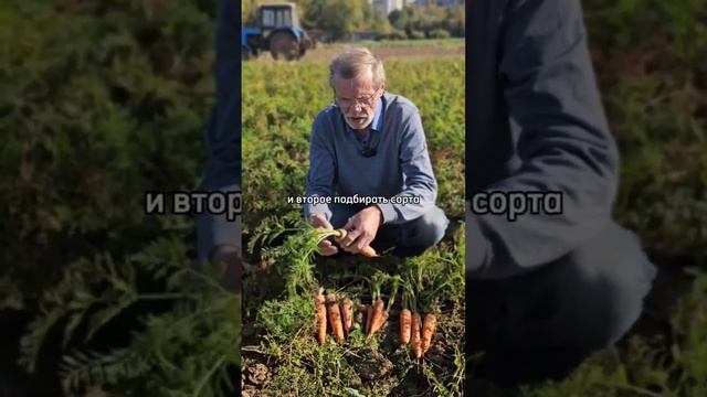 ЗЕЛЕНЕЕТ МОРКОВЬ! Причины, по которым это происходит.