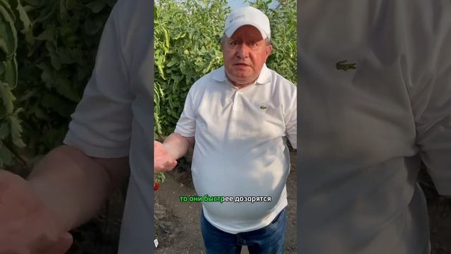 Дозаривание томатов. Как ускорить созревание томатов? #огород #дача #сад #garden #овощи #томаты