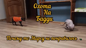 Марс не понял, что происходит?!