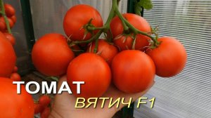 Томат ВЯТИЧ F1. Обзор сортов ТОМАТОВ!