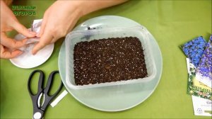 Посев Семян Лобелии на снег. Советы от Зеленого Огорода.