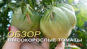 Обзор ВЫСОКОРОСЛЫХ томатов в теплице на начало ИЮЛЯ! 2 часть.