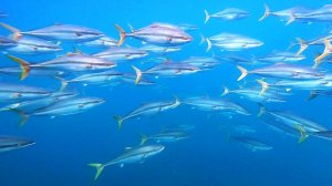 Желтохвостая лакедра