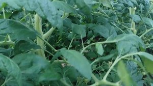 Формирование растения томата индетерминантного типа на примере гибрида Волшебная арфа F1