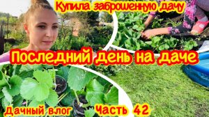 КУПИЛА ЗАБРОШЕННУЮ ДАЧУ/ПОСЛЕДНИЙ ДЕНЬ НА ДАЧЕ/ПОДСТРИГЛИ ГАЗОН ТРИММЕРОМ/РАЗМНОЖАЮ КЛУБНИКУ