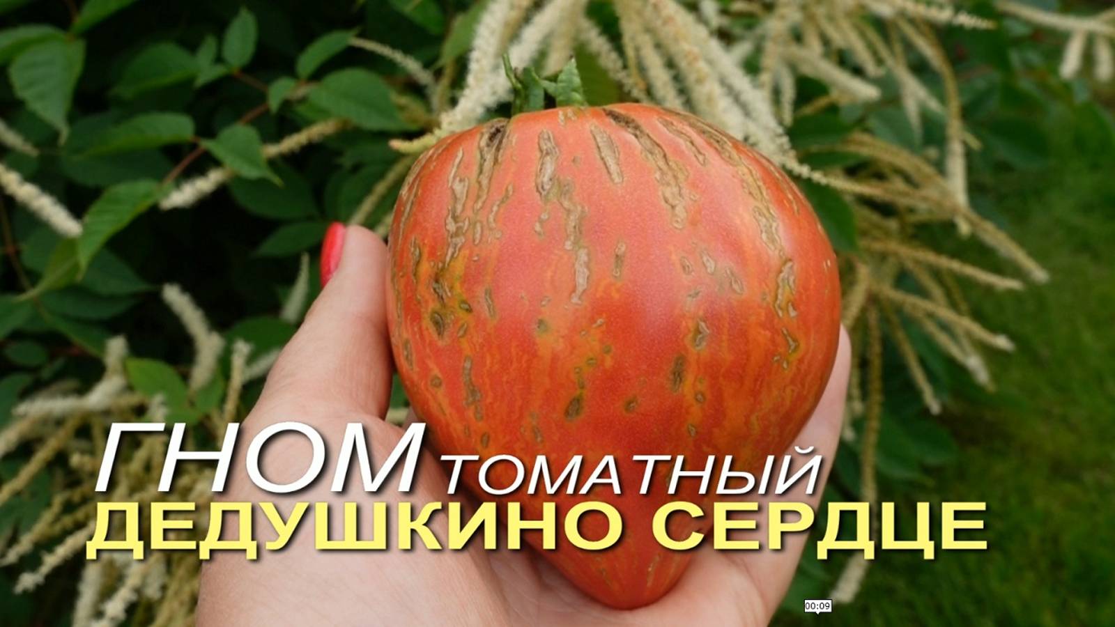 ГНОМ томатный ДЕДУШКИНО СЕРДЦЕ. Обзор сортов ТОМАТОВ!