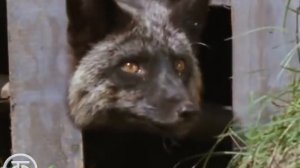 "Домино" режиссер Игорь Негреску, "Киевнаучфильм", ассистент Борис Маевский (Крымнаучфильм)