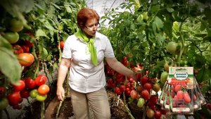 Для домашних заготовок! Томат розовый агат!