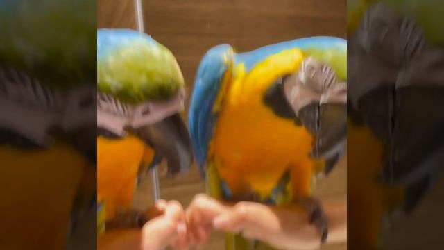 Smart And Funny Parrots Parrot Talking Videos Compilation 2024 - Cute Birds 12