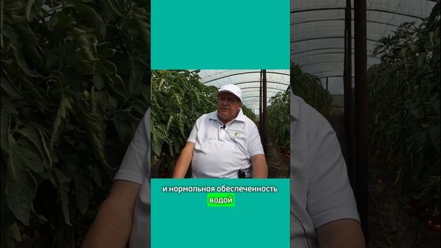 Вянет верхушка на томатах. Как устранить увядание томатов. Подкормки томатов.