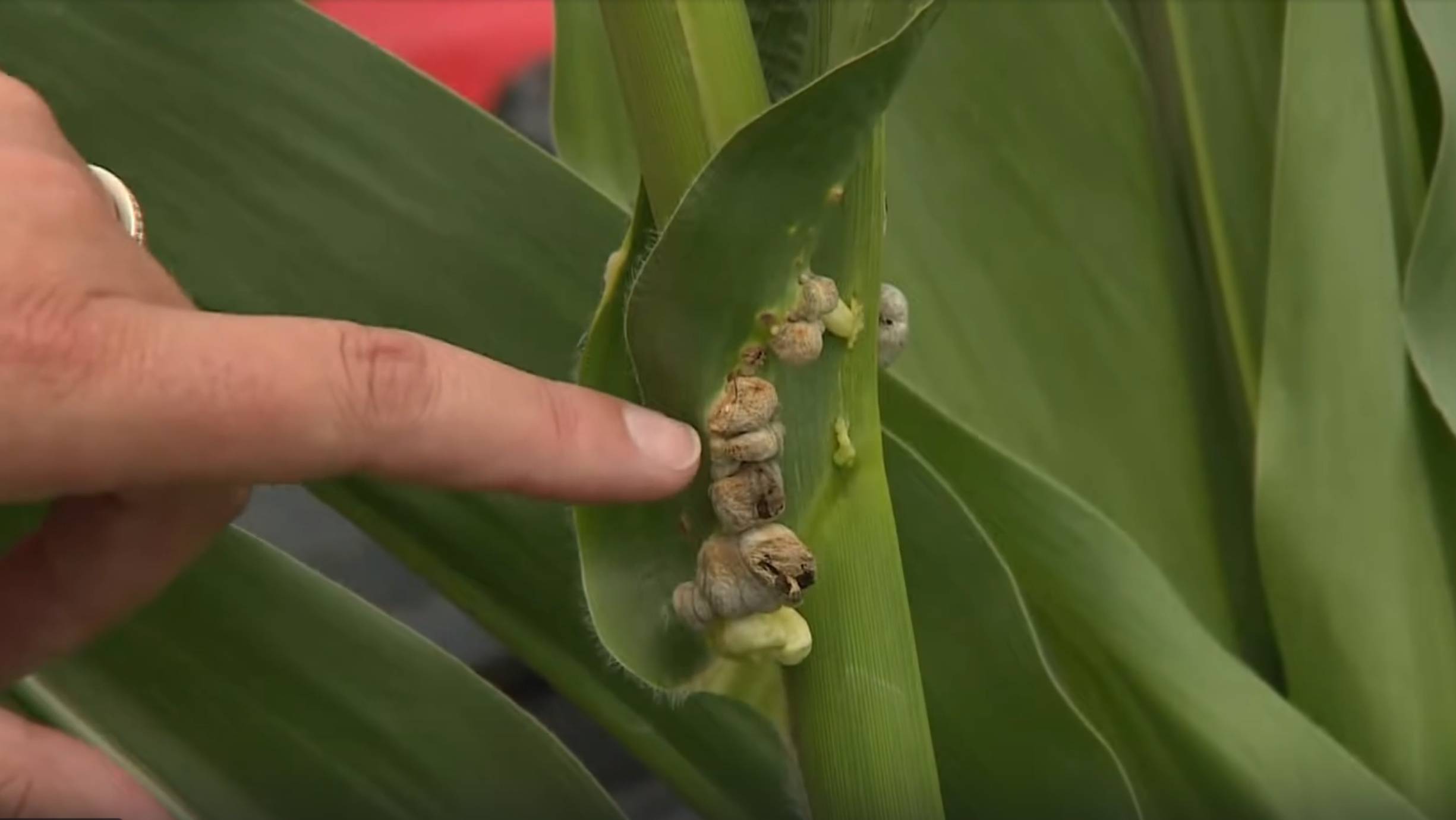 Мексиканский трюфель или уитлакоче.  Хотите узнать что это такое? смотреть онлайн