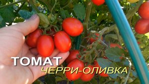 Томат ЧЕРРИ-ОЛИВКА. Обзор сортов ТОМАТОВ!