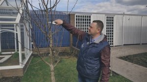 Правила обрезки яблони. Весенняя обрезка яблони. Формирование кроны у яблони.