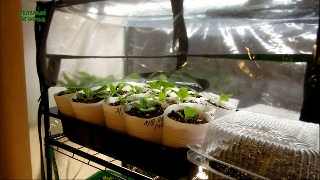 ВЫРАЩИВАНИЕ РАССАДЫ В МИНИ-ТЕПЛИЦЕ НА ПОДОКОННИКЕ 2020. Советы от Зеленого Огорода.