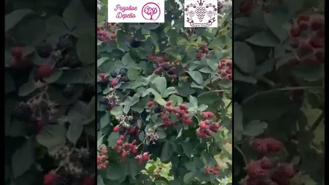 Топ 3 Ежевика без Шипов и не ползёт
