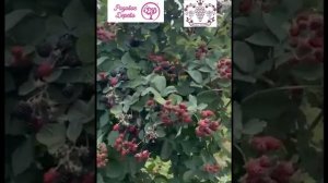 Топ 3 Ежевика без Шипов и не ползёт