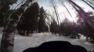 Приручение Арктического Кота