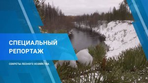 Специальный репортаж "Секреты лесного хозяйства", 08 ноября 2024 г.