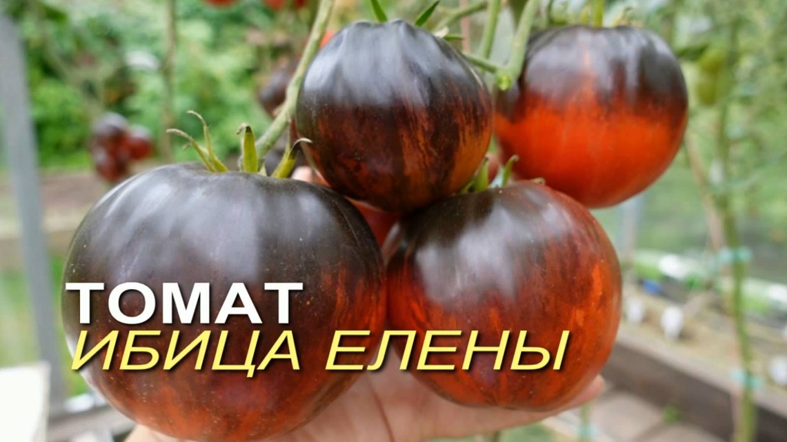 Томат ИБИЦА ЕЛЕНЫ. Обзор сортов ТОМАТОВ!
