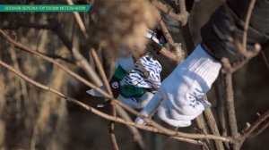 Обрезка гортензии осенью. Правильная обрезка метельчатой гортензии.