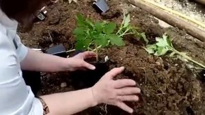Ошибки при посадке томатов. Как посадить рассаду томатов в теплицу.