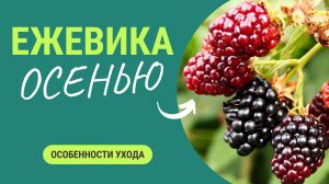 Готовь сани летом, а ежевику к урожаю - осенью!