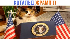 КОТАЛЬД ЖРАМП ))) | Приколы с котами | Мемозг 1516