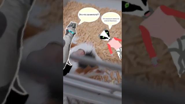 МИЛОТА... Морской свин Ванилин , понравился  ли он вам(напишите в комментариях)?