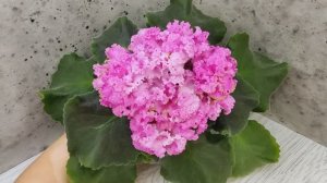 Фиалка НД-Розовая Скумпия