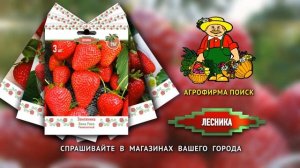 Земляника серии "Лесника" от Агрофирмы ПОИСК