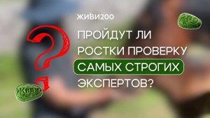 Ростки Живи200 и лошади🌱 Экологичный натуральный продукт✅