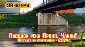 Набережная и чайки. Город Михайлове Рязанской области - 2024г. 4К (Музыка)