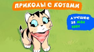 Приколы с котами. ЛУЧШЕЕ ЗА МАЙ 2024 | Мемозг