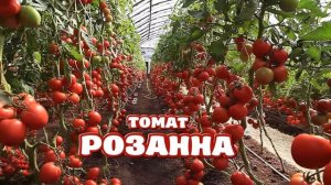 Томат "Розанна"