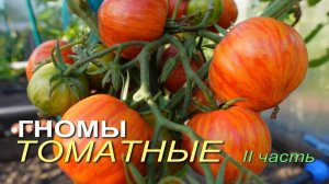 Обзор сортов ТОМАТОВ-ГНОМОВ! II часть