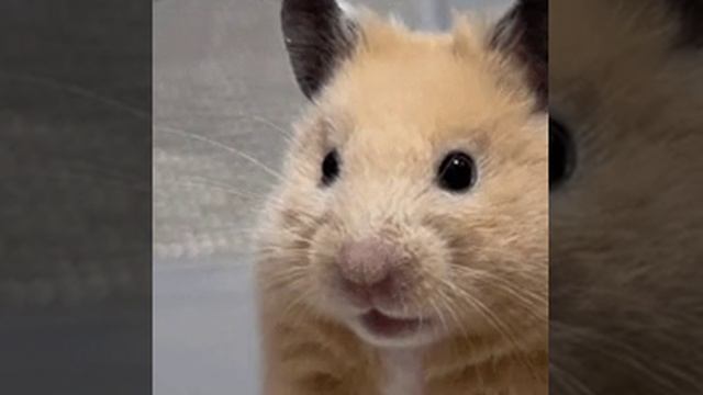 хомяк