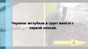 Весенняя обрезка и черенкование гортензии.