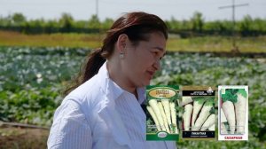 Зелень и пряные травы. Выращивание зеленных культур. Укроп, петрушка, базилик.