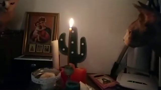 Любопытные кошки и свеча. Сфинкс Котосемья.