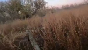 Курская область. Наши штурмуют позиции хохлов от первого лица.