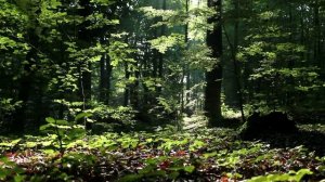 Я С СОБОЮ ЧАСТИЧКУ ТАЙГИ УНЕСУ - стихи Надежды Шубиной