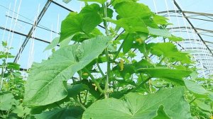 Какие огурцы самые урожайные и вкусные? Лучшие гибриды огурца Агрофирмы ПОИСК.