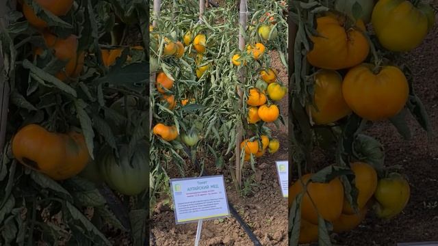 Урожайные сорта томатов. Лучшие сорта крупноплодных томатов. Обзор сортов биф-томатов.