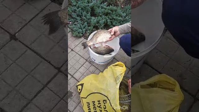 караси монстры