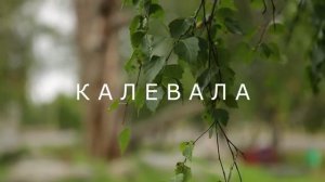 Сосна Лённрота в поселке Калевала